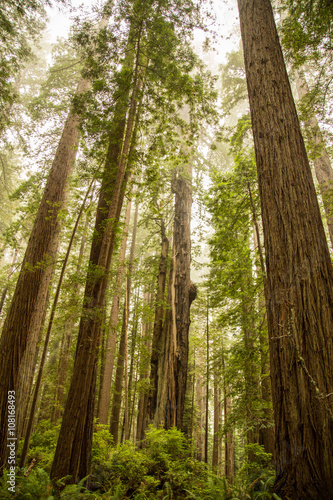 Hiking trails through giant redwoods costal national park califo
