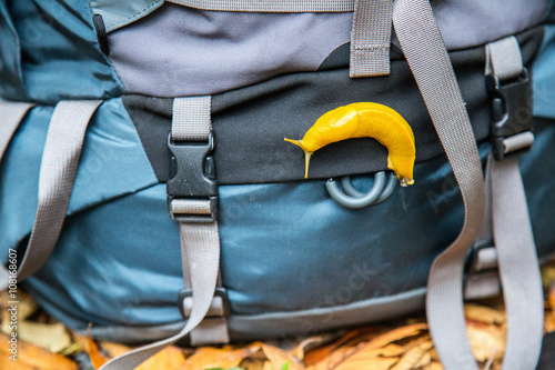 banana slug, Redwood National Park, California, USA