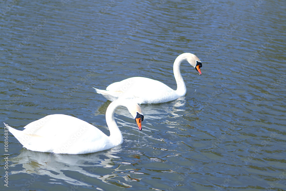 Fototapeta premium swans