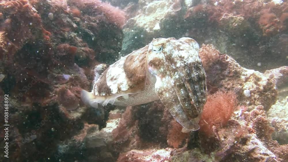 Дайвинг в Филиппинском море близ острова Малапаскуа. Фараонова каракатица.