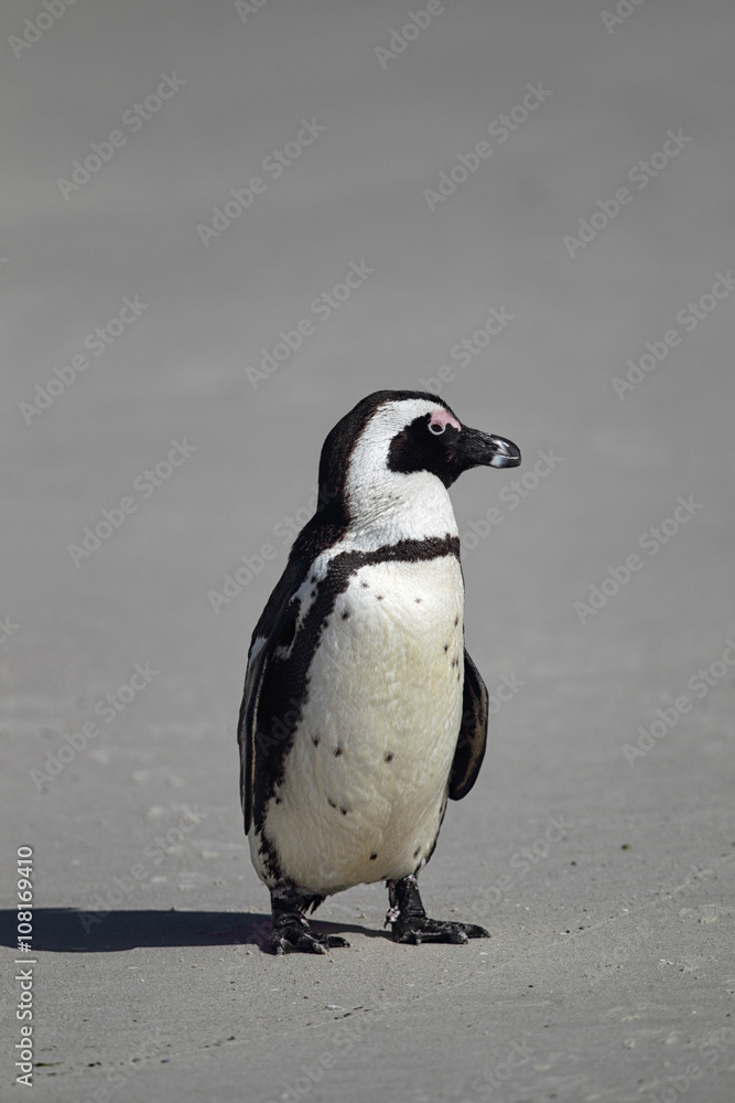 Fototapeta premium Brillenpinguin (Spheniscus demersus)