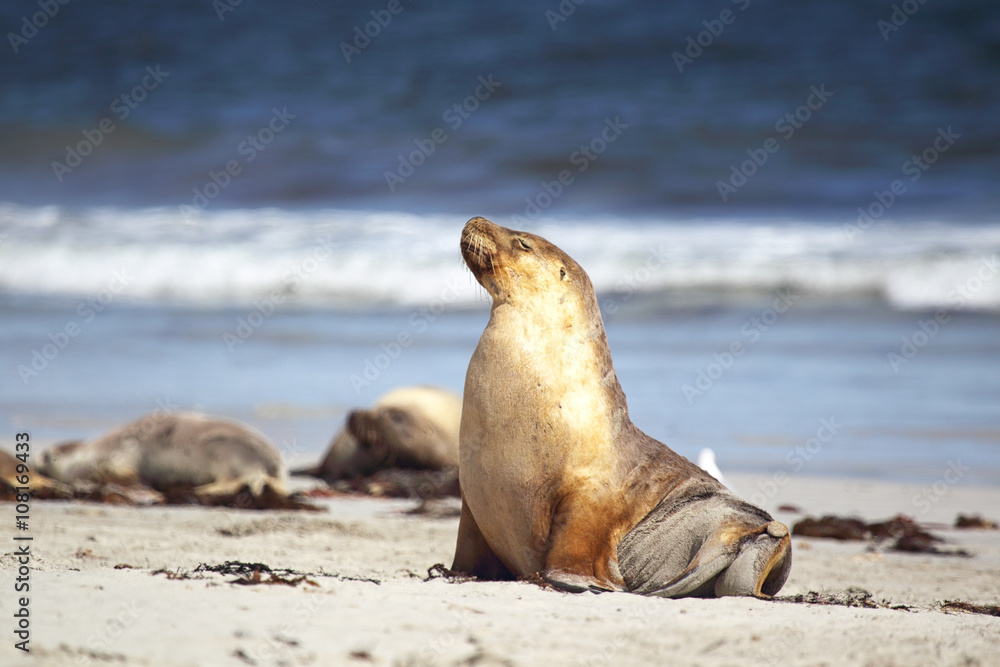 Fototapeta premium Australischer Seelöwe (Neophoca cinerea)