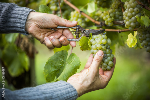 Caucasian farmer clipping grapes from vine photo