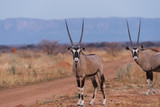 Oryx Standing against Waterberg Plateau