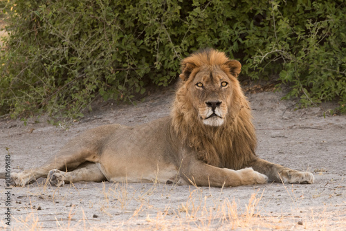 Male lion laying in shade
