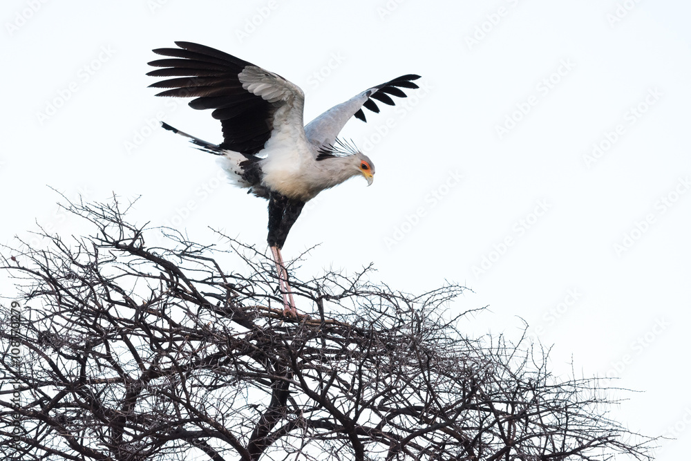 Secretary Bird Secretary Bird