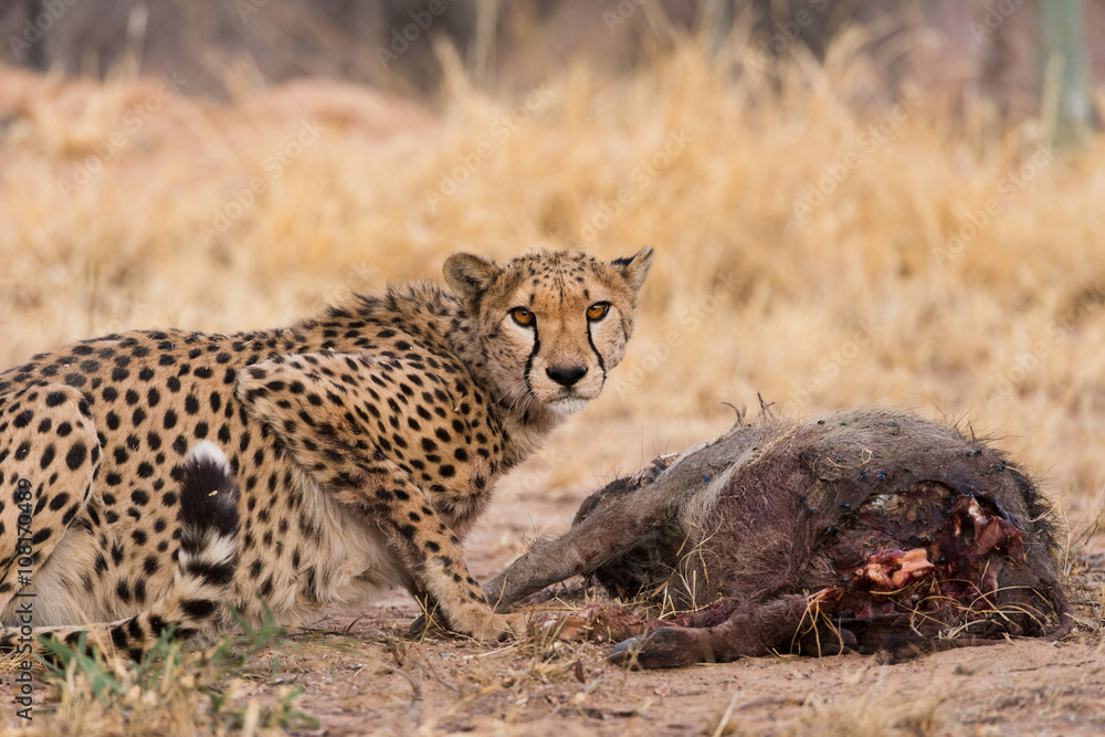 Killing Bites – Trailer (Cheetah)