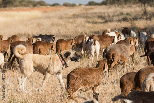 Livestock guarding dog amongst herd photo