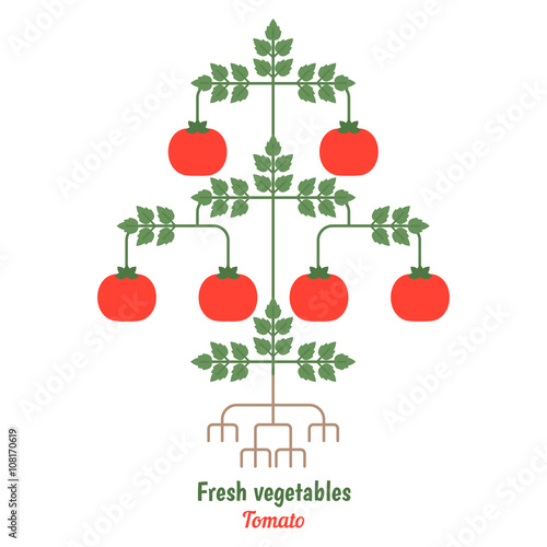 Tomato vegetables illustration.