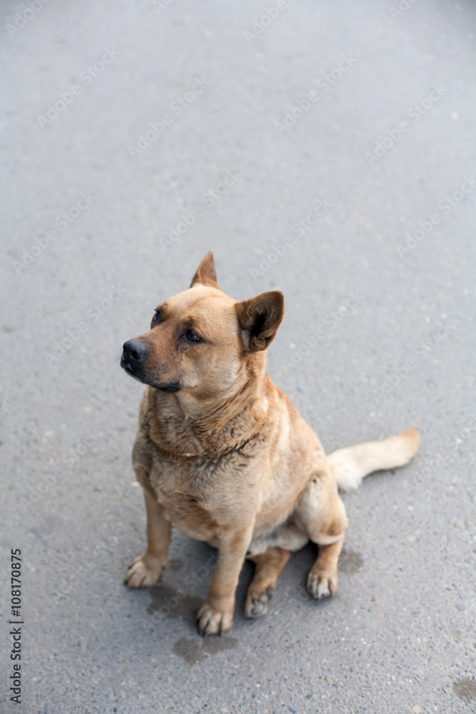 Homeless dog sitting on a road