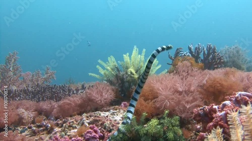 Дайвинг в Филиппинском море близ острова Малапаскуа. Очень ядовитая морская змея кольчатый плоскохвост, ползущая по красочному коралловому рифу. photo