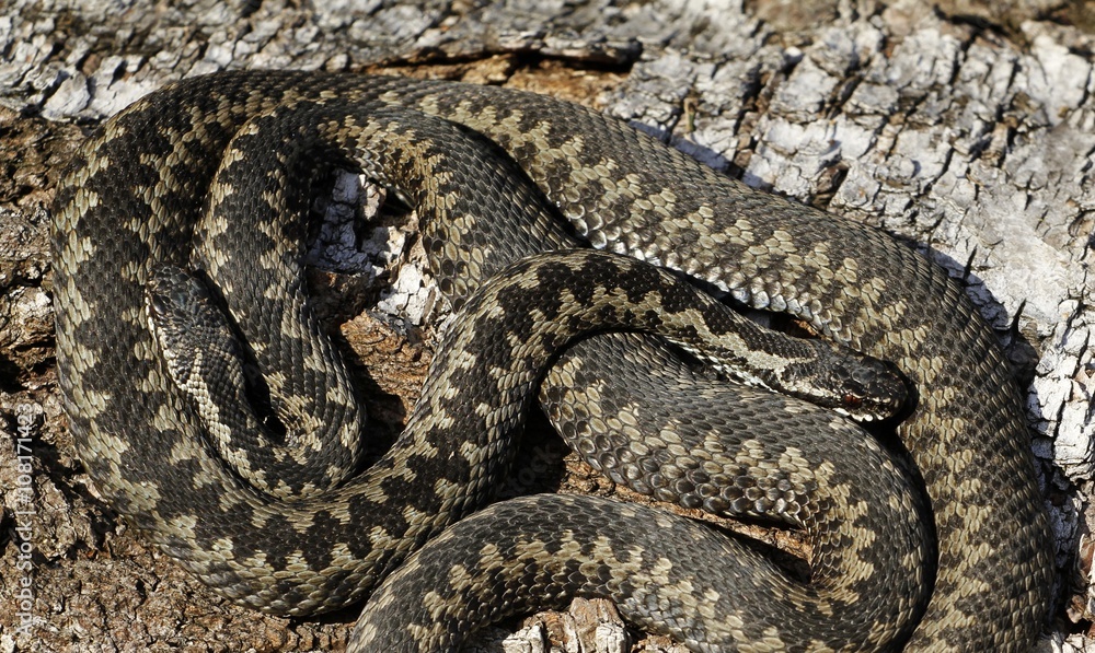 Common vipers Vipera berus basking, Finland. Common vipers Vipera berus basking, Finland.