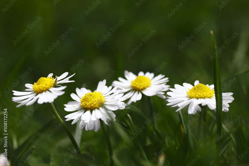 daisy, flowers, plants,