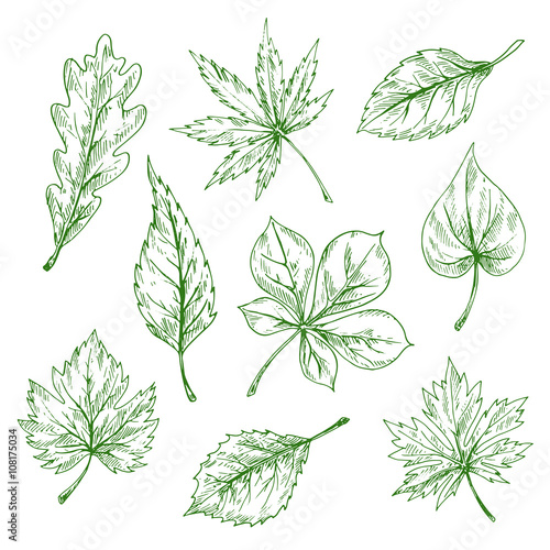 Green sketched leaves of forest and garden trees