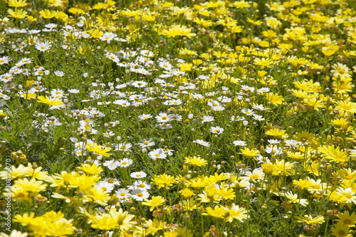 floral background of marguerite daisy