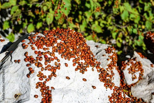 lady bugs swarm hundreds of insects outdoors photo