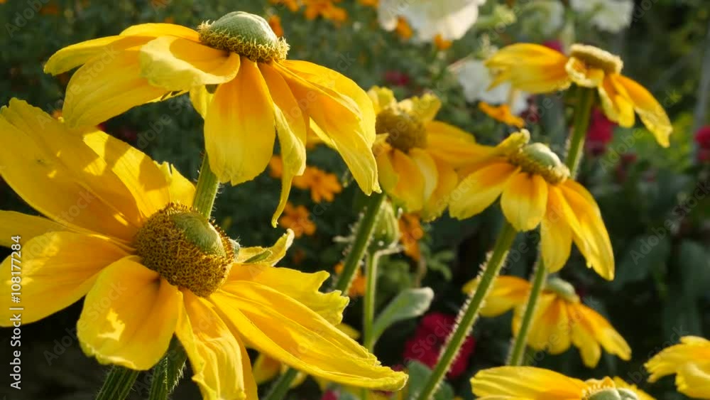 Garden with Rudbeckia hirta Irish Spring flower shallow DOF close-up petals and pistil 4K 3840X2160 30fps UltraHD footage - Yellow Rudbeckia hirta Irish eyes outdoor 2160p UHD tilting video Garden with Rudbeckia hirta Irish Spring flower shallow DOF close-up petals and pistil 4K 3840X2160 30fps UltraHD footage - Yellow Rudbeckia hirta Irish eyes outdoor 2160p UHD tilting video