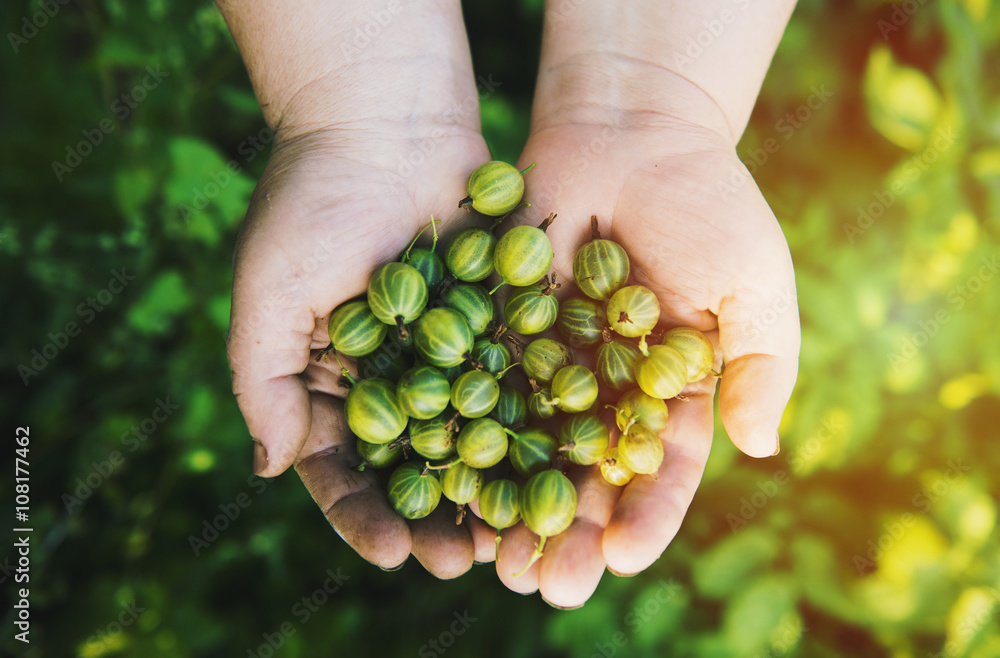 Close up of hands holding gooseberries Close up of hands holding gooseberries