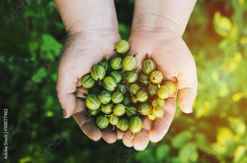 Close up of hands holding gooseberries photo