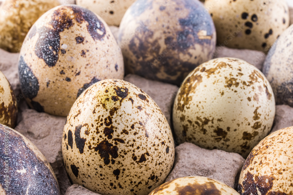 Fototapeta premium quail eggs