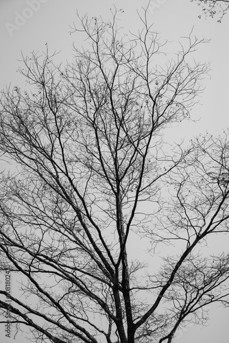 Branch of dry tree black and white concept