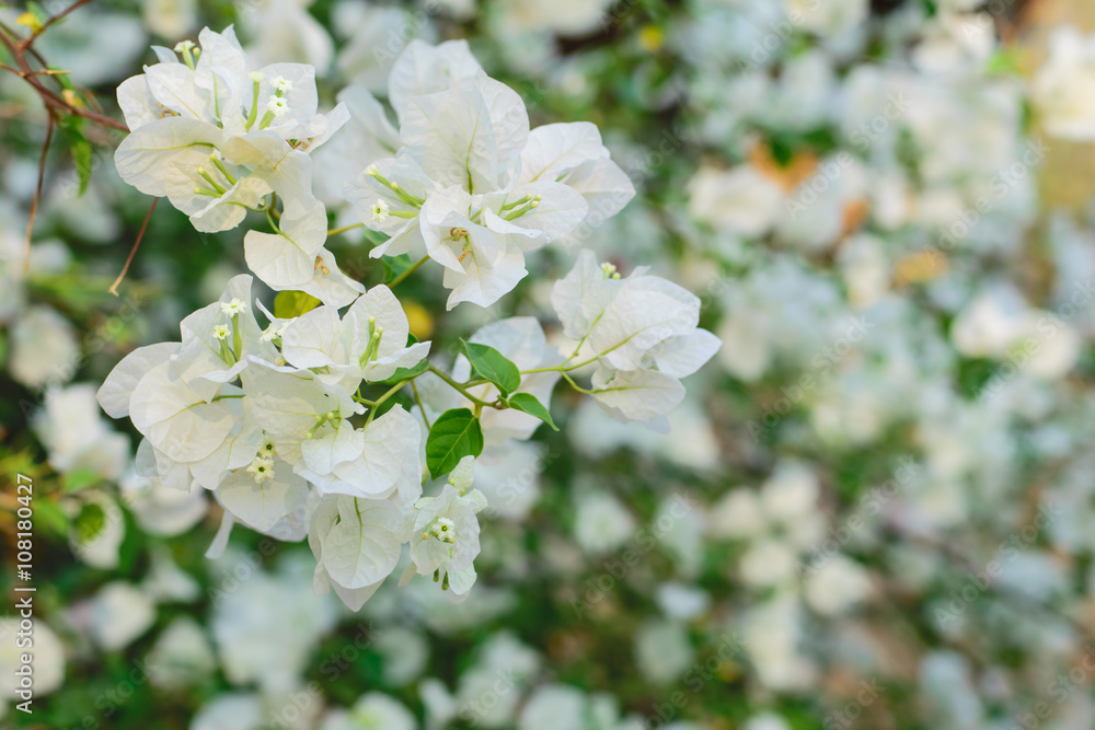 beautiful white Bougainvillea flower