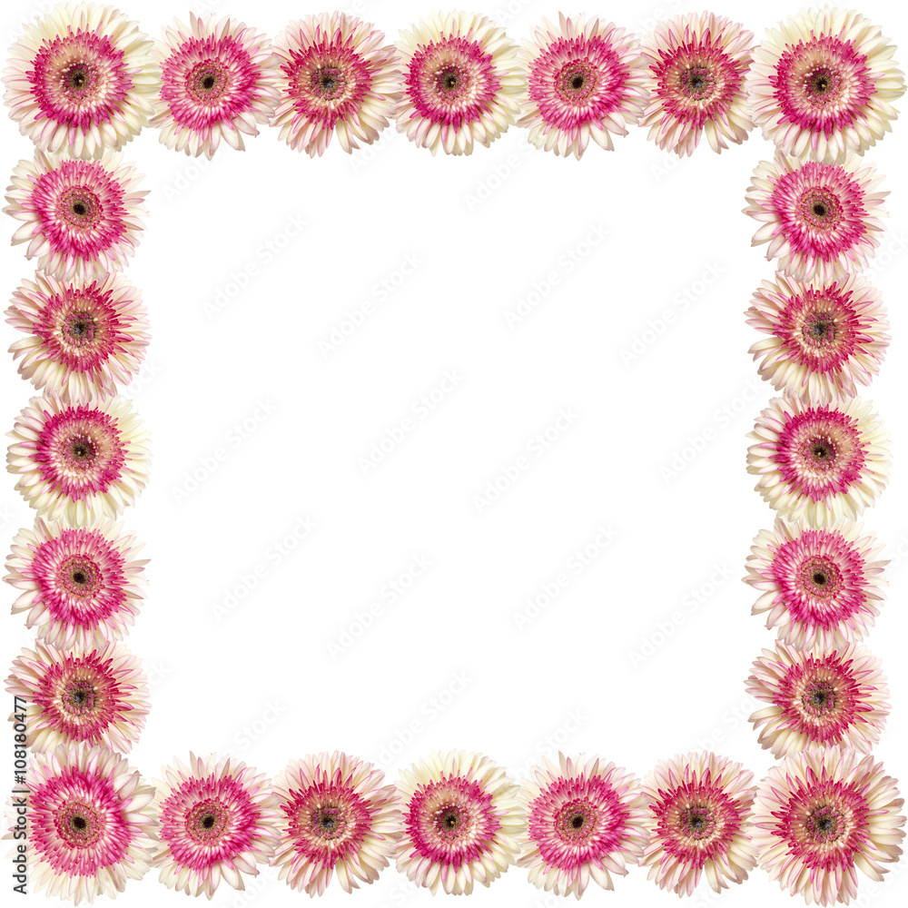white and magenta gerbera border white and magenta gerbera border