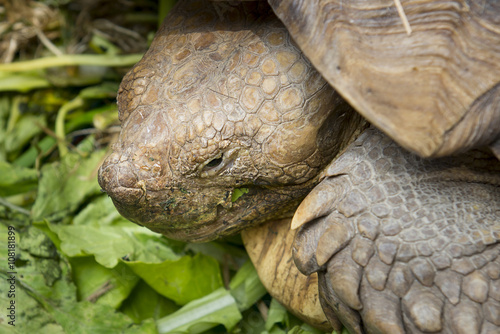 giant tortoise turtle . closeup of turtle head clear and sharp f photo