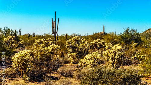 Saguaro and Cholla Cacti in the Arizona Desert © hpbfotos