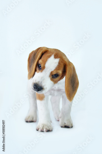 beagle puppy dogs © chaivit