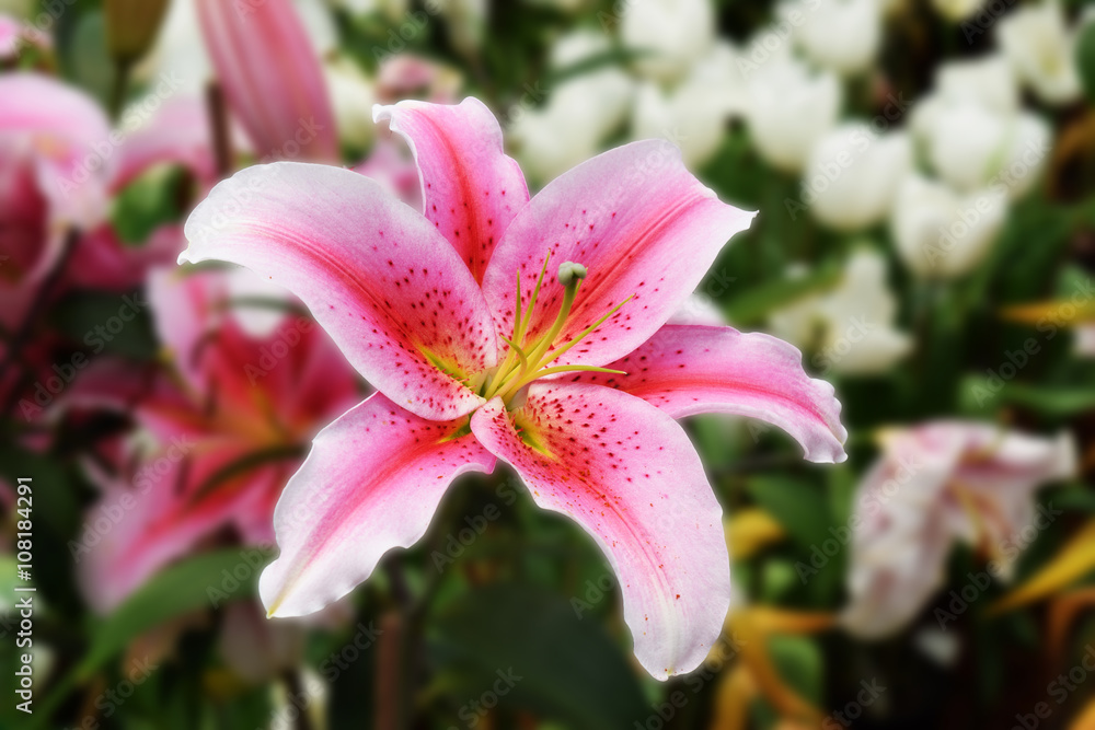 Lilly Flower