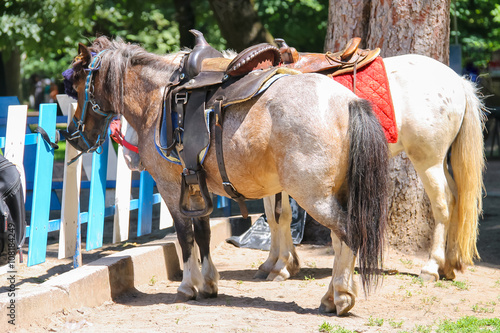 Saddled pony for children riding near fence in the city park