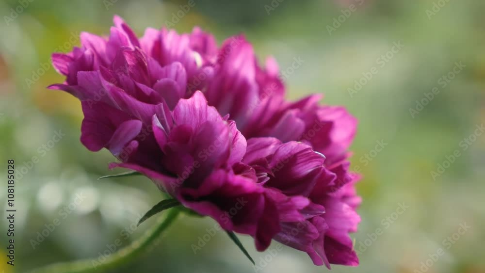 Shallow DOF Cosmos bipinnatus Double Cranberry flower violet color 4K 2160p 30fps UltraHD footage - Deep pink Cosmos bipinnatus Double Click Cranberry purple plant 4K 3840X2160 UHD video Shallow DOF Cosmos bipinnatus Double Cranberry flower violet color 4K 2160p 30fps UltraHD footage - Deep pink Cosmos bipinnatus Double Click Cranberry purple plant 4K 3840X2160 UHD video