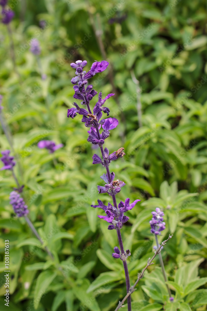 Lavender blooming in Thailand Lavender blooming in Thailand