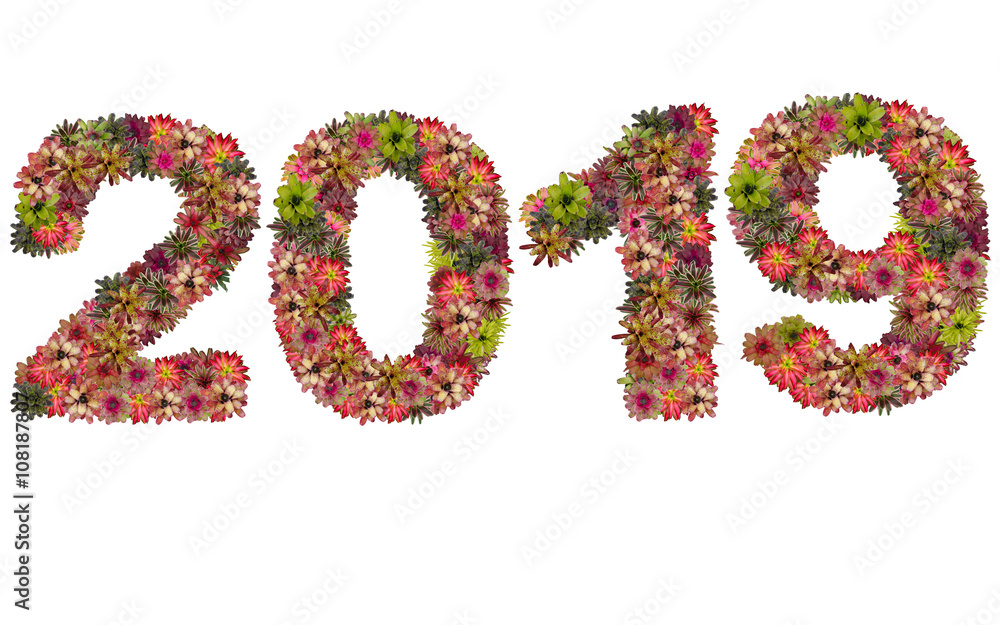 New year 2019 made from bromeliad flowers isolated on white back