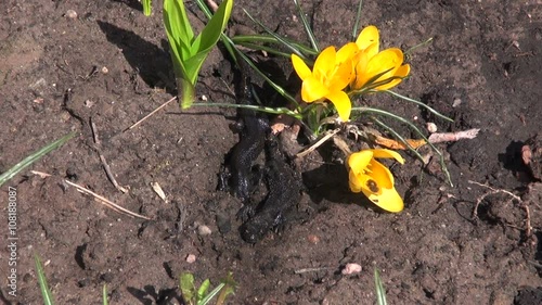 Newt Triturus cristatus crawling on soil between yellow crocus on sunny spring day photo