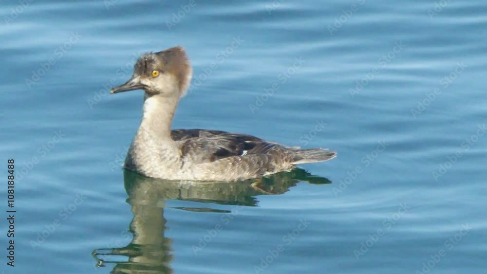 Baby hooded merganser on water Baby hooded merganser on water