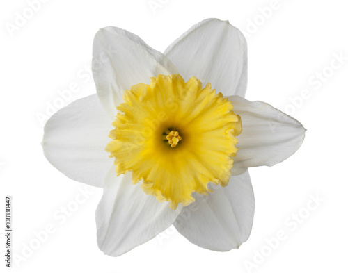 Fototapeta Naklejka Na Ścianę i Meble -  Narcissus, daffodil, jonquil isolated on white background