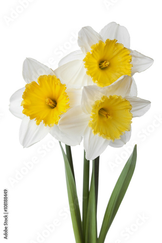 Narcissus, daffodil, jonquil isolated on white background