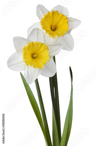 Narcissus, daffodil, jonquil isolated on white background