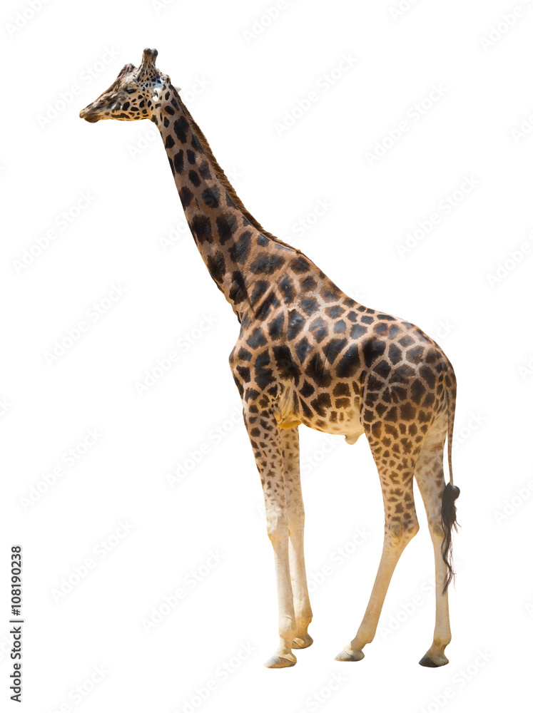 Naklejka premium male giraffe