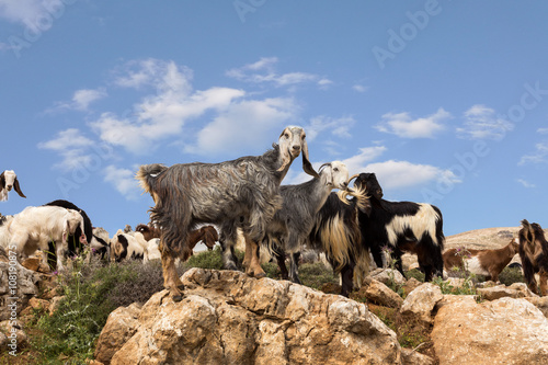 Goats grazing in the mountains of the desert photo