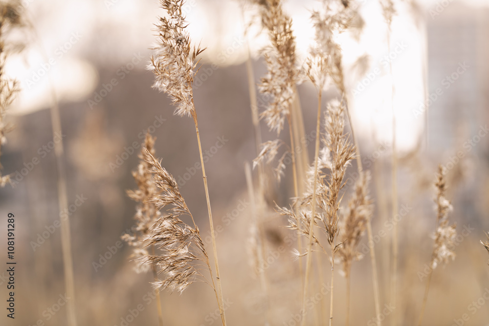 Fototapeta premium dry wild grass on meadow in early spring, vintage toned