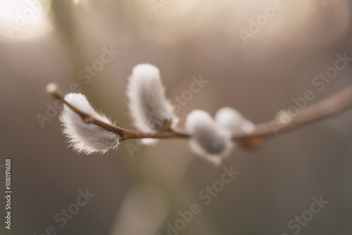 pussy-willow branches in spring, shallow focus closeup photo