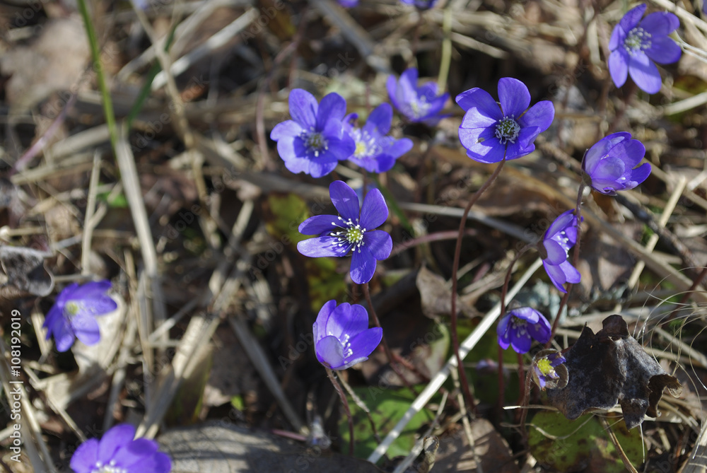 Anemone hepatica (Hepatica nobilis) is a herbaceous perennial, native to woodland in temperate regions of the Northern Hemisphere. Anemone hepatica (Hepatica nobilis) is a herbaceous perennial, native to woodland in temperate regions of the Northern Hemisphere.