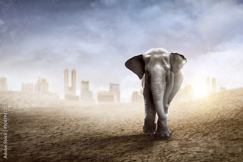 Naklejka premium Sumatran elephant walk on the desert