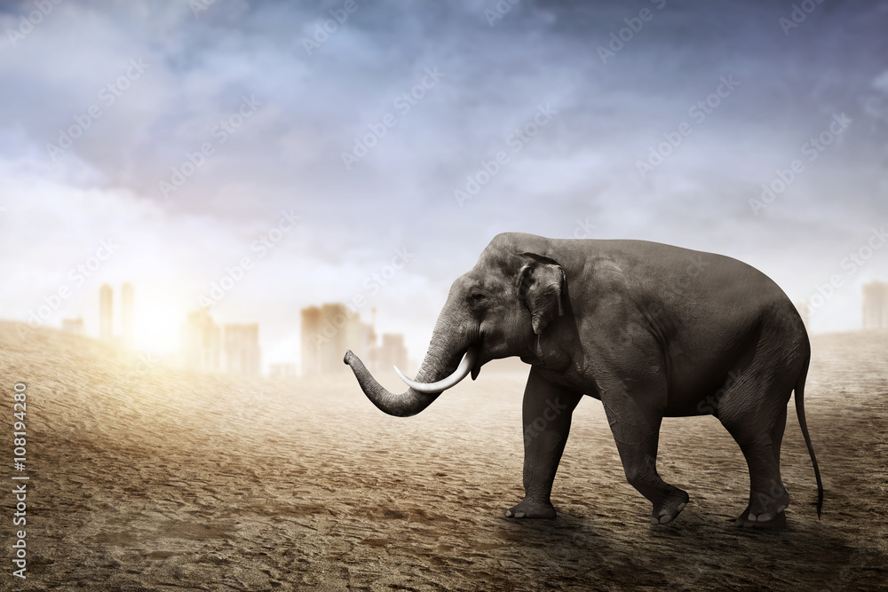 Fototapeta premium Sumatran elephant walk on the desert