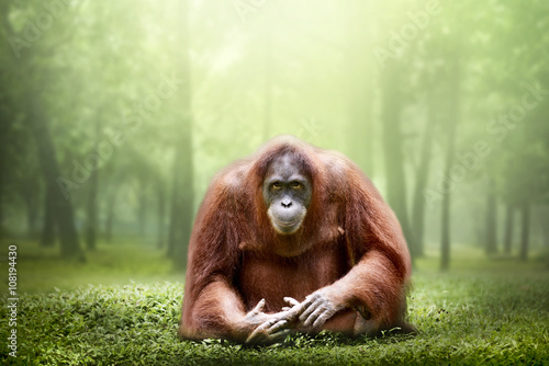 Female orangutan alone in the jungle photo