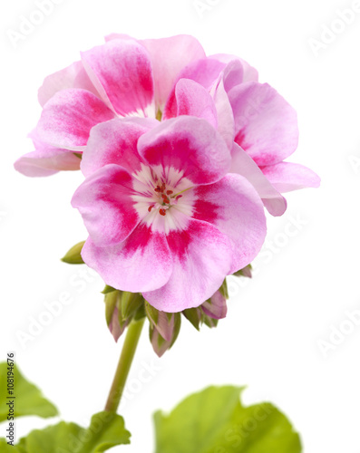 magenta geranium isolated