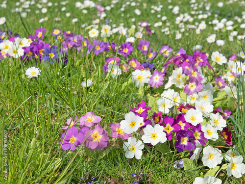 Primeln, Primula, Blumenwiese, Flower meadow